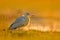 Whistling Heron, Syrigma sibilatrix, bird with evening sun, Pantanal, Brazil. Bird in beautiful morning sun. Sunset nature lake. W