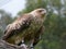 Whistling kite