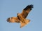 Whistling kite