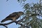 A Whistling Kite Bird sitting on a Tree Branch