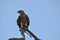 A Whistling Kite Bird sitting on a Tree Branch with its Prey