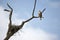 Whistling kite eagle by nest