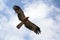 Whistling Kite (Haliastur sphenurus)