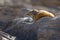 A whistling rat occupies a sunny spot in winter in the rocky Richtersveld Transfrontier Park.