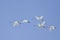 Whistling swan flock in the sky