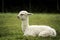 Whita alpaca baby sitting on the grass