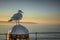 Whitby seagull seascape in Yorkshire England UK