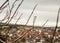 Whitby, Yorkshire, England - a view through some twigs.