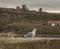 Whitby, Yorkshire - a seagull and the Abby.