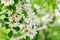 White acacia bloom in Moldova