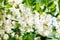 White acacia bloom in Moldova