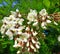 White acacia flower and black locust tree