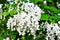 White acacia flowers