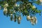 White acacia flowers