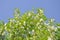 White acacia flowers, acacia blooms in the spring, blue sky in background