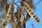 White acacia pods with seeds_5