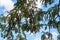 White acacia seeds in pods on tree branches