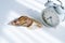 White achatina snail with dark shell crawling near white alarm clock on white background with shadow. Clock and giant