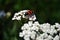 White achillea millefolium or common yarrow plant blooming flower with red striped hycleus bug on it close up detail top view