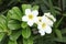 White Adenium blooming or Adenium obesum