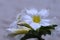 White Adenium Flower