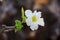 White Adenium obesum flower