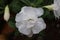 White Adenium obesum with water droplets, in natural back ground