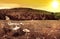 White adirondack chair in a field at sunset