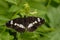 White Admiral butterfly