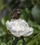 White Admiral Butterfly on a Large Peony Flower