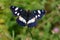 White admiral (Limenitis camilla)