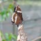 White Admiral (Limenitis camilla)