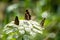 White Admiral (Limenitis camilla) sits on Yarrow plant.Beautiful Insect with brown white wings. Close-up macro