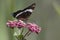 White Admiral Nectaring on Milkweed - Ontario, Canada