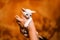White adorable devon rex baby kitty hold by woman`s hand, cat hold her