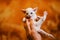 White adorable devon rex baby kitty hold by woman`s hand, cat open legs and shout