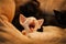 White adorable devon rex baby kitty open mouth and yawning