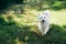 White adorable dog running in forest on sunny day