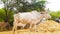 The White Adorable Indian Bull Stands Among The Straws.