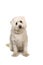 White Adorable Mixed Puppy Dog