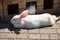 White adorable rabbits sleeping on farm. Cute resting bunnies. Domestic animals concept.