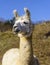 White Adult Alpaca in a Field