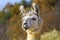 White Adult Alpaca in a Field