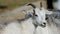 White adult goat walks across the field in summer