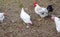 White adult hens and a beautiful rooster walking in the yard