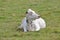 White Adult Hereford Dairy Cow