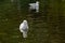 White adult herring gull in the pond - Larus argentatus