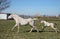 White adult horse and foal running in a grassy field