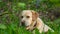 White adult labrador retriever in the grass.