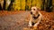 White adult labrador retriever on the leaves in autumn park.